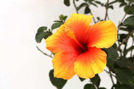 Chinese Hibiscus / Hibiscus Rosa Sinensis