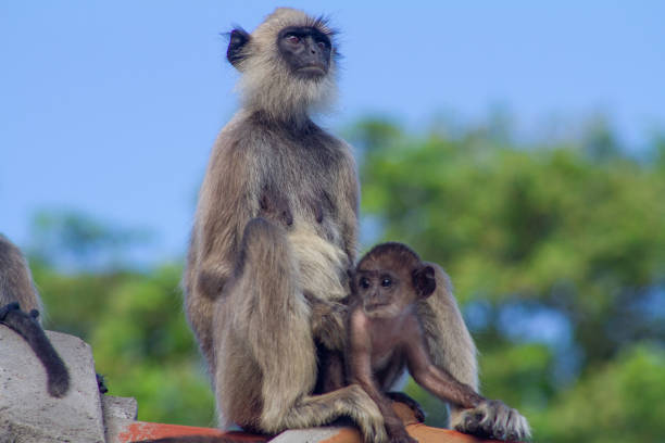 istock Mother monkey caring her baby 1216331278