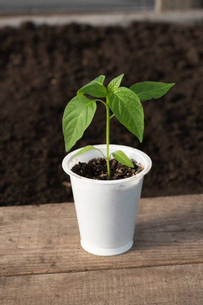 istock Pepper seedling in a white pot on a wooden board close-up. Side view. 1216332098