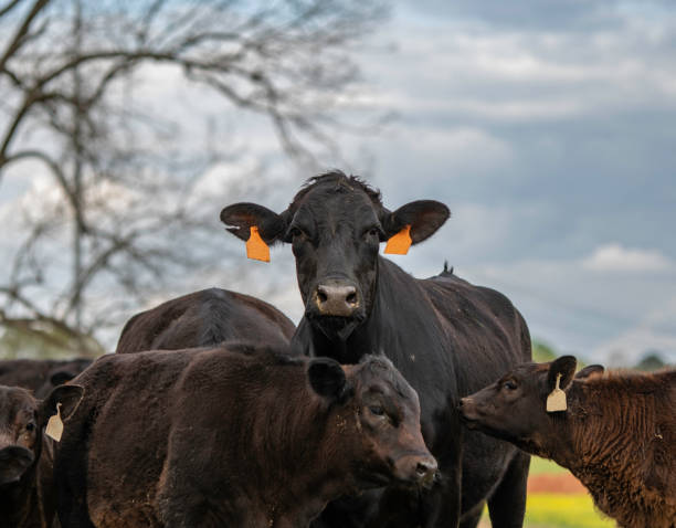 istock Angus brood cow with calves 1216332110