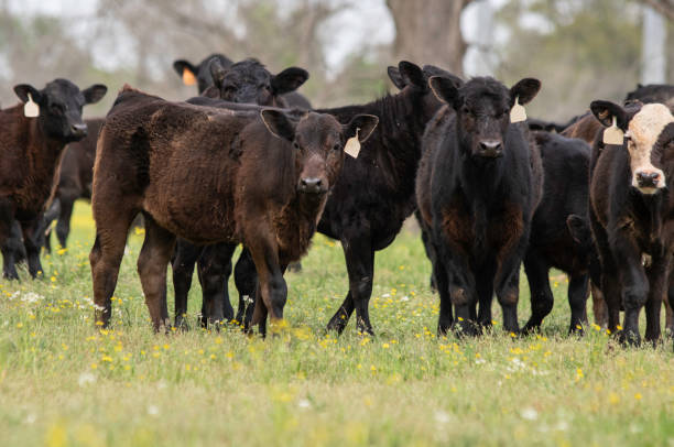 istock Angus crossbred calves 1216332136