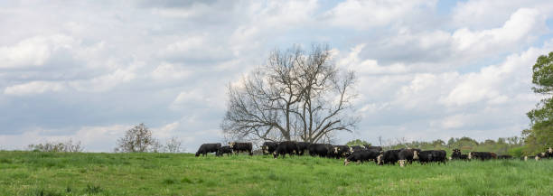 istock Black baldy herd in spring pasture panorama 1216332167