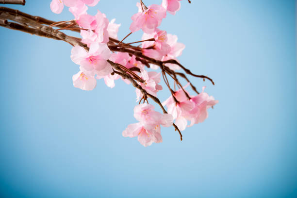 istock Artificial cherry blossom flower on blue background. Spring season image. 1216332200