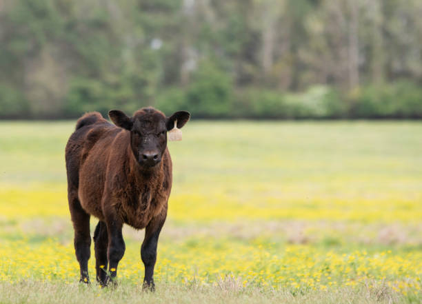 istock Lone Angus calf in buttercup-filled pasture 1216332308