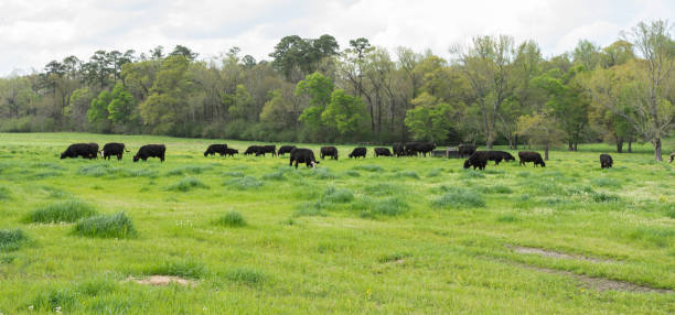 istock Web banner of Angus herd in springtime pasture 1216332526