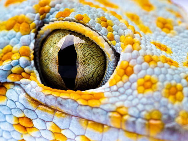 istock Close up Gecko Header. Eye gecko isolated white background 1216332537