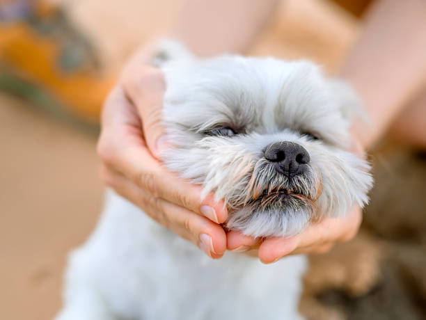 istock Women's hands hug a lap-dog 1216333313