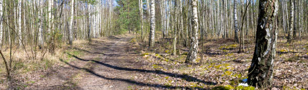 istock road through the birch forest on a beautiful sunny day 1216334000