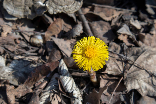 istock Coltsfoot, Tussilago farfara, flower in springtime 1216335821