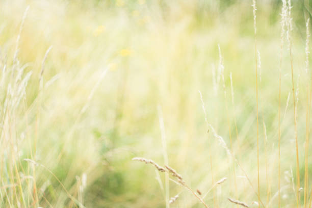 istock Light blurred background with green and yellow grass. Nature background. Background for spring and summertime. 1216335926