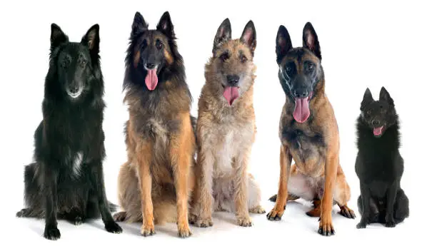 five belgian shepherds in front of white background