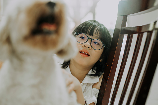 an asian chinese young girl playing with her pet toy poodle dog in living room