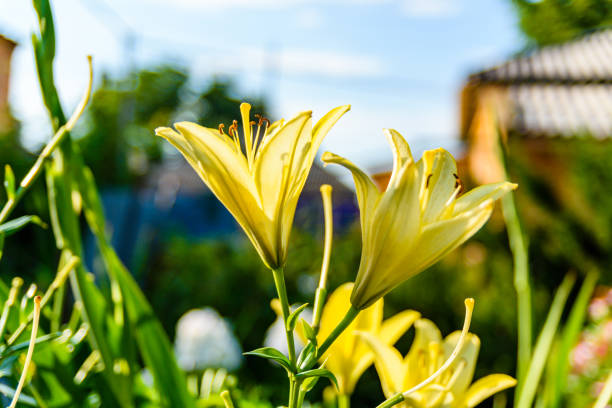 istock Blooming yellow lily on a flowerbed at summer 1216337435
