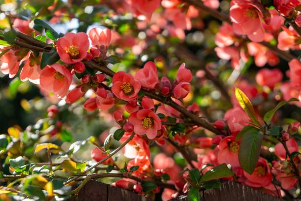 istock Spring tree flowering. Red and Pink flowers on blooming tree. 1216340065