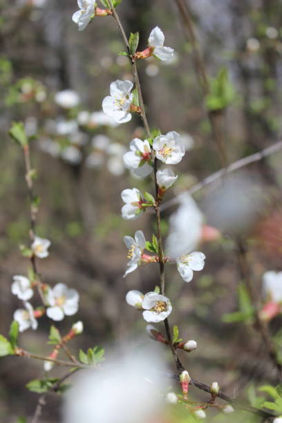 istock Spring, smart branches with amazing flowers in blossom 1216340463