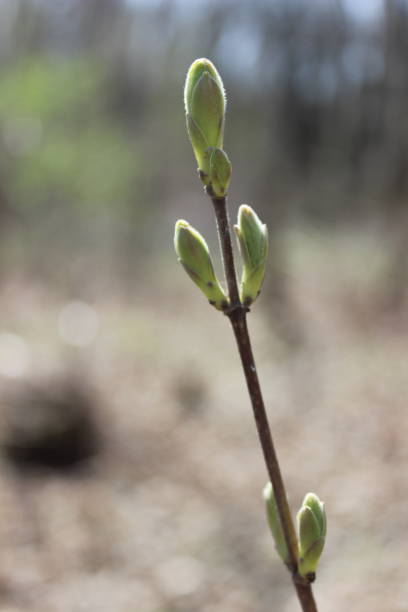istock Young branch with green buds,leaves in early spring 1216340524