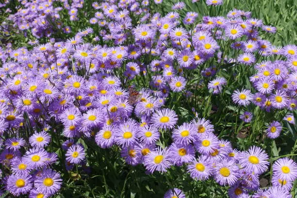 Aspen fleabane with lots of violet flowers in June