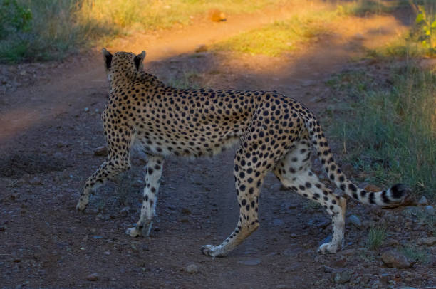 istock Cheetah/South Africa 1216342662