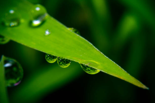 istock Rainwater droplets on the top and underneath the green grass leaf 1216345270