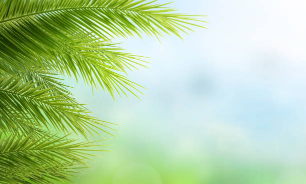 Palm Sunday concept: green palm tree leaves on natural sky