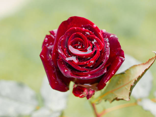 istock red rose with water inside. close-up. blurred background 1216346652