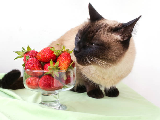 istock curious cat sniffs strawberries lying in a vase 1216348800