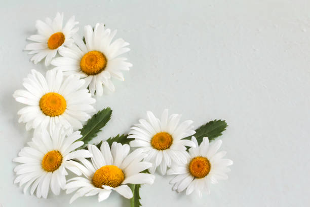 istock corner composition of large and white chamomile flowers on a white background 1216348812