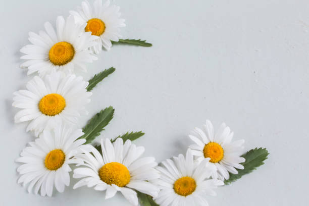 istock corner composition of large and white chamomile flowers on a white background with a copy of the space 1216348813