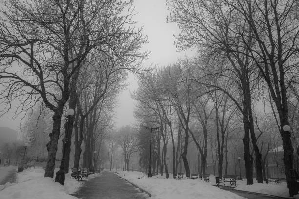 istock Fog in the winter park 1216349173