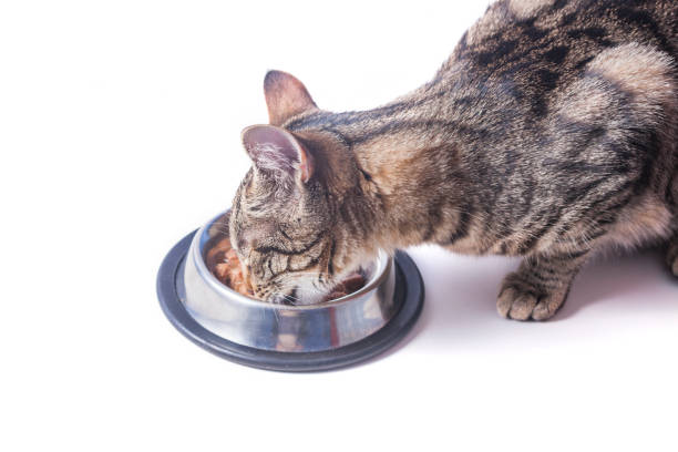 istock Tabby cat eating from the bowl 1216350032