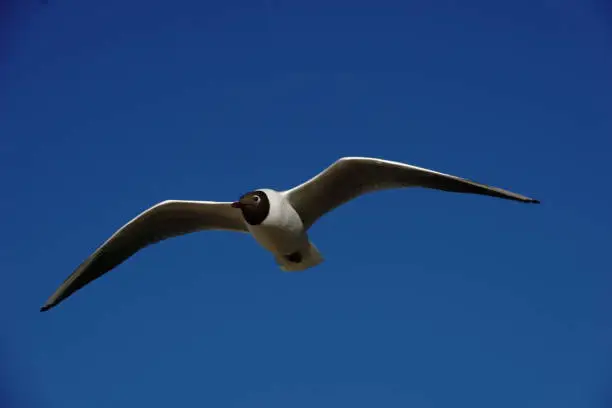 Flying seagull gliding in front of blue sky Cuxhaven no clouds