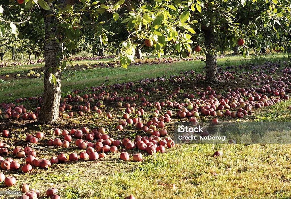 Rote Äpfel auf Boden im Obstgarten. - Lizenzfrei Apfel Stock-Foto