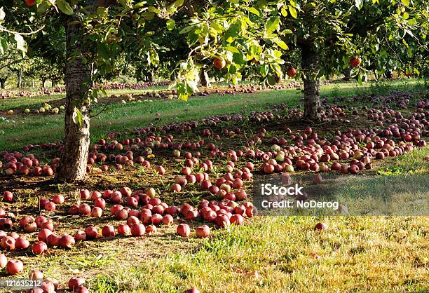 Rote Äpfel Auf Boden Im Obstgarten Stockfoto und mehr Bilder von Apfel - Apfel, Apfelbaum, Viele Gegenstände