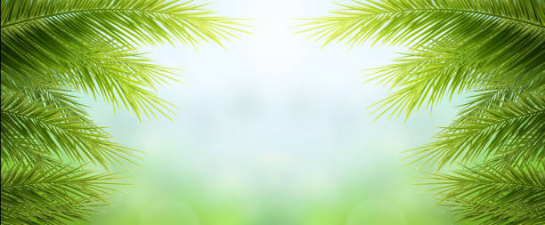 istock Earth day concept:  green palm tree leaves on natural sky 1216352153