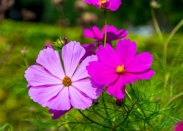 Summer Floral Abstract Background Pink Cosmea Flowe