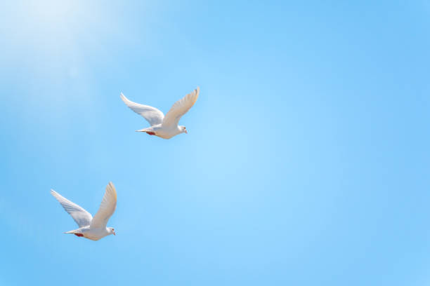 istock Two white doves fly in a clear blue sky. 1216355135