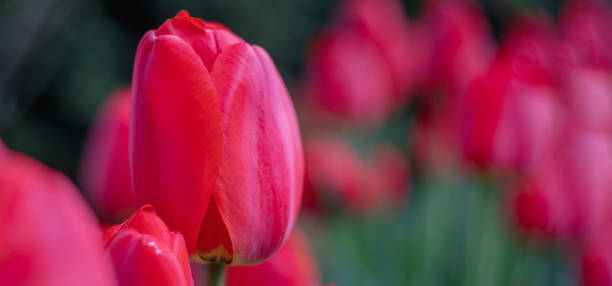 istock red tulips among greenery in the garden, close up 1216355242