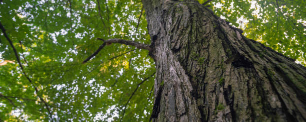 istock large trees in a forest with lush green foliage, view from below 1216356069