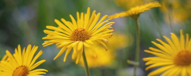 istock yellow daisies among greenery in the garden 1216356344