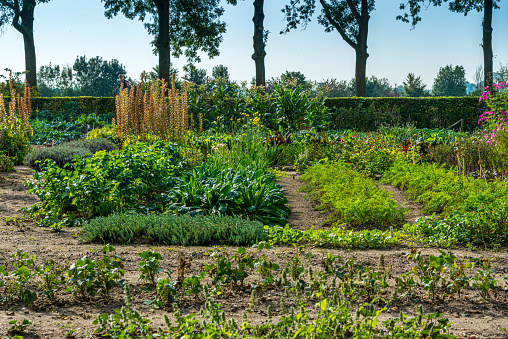 Vegetable garden in late summer. Herbs, flowers and vegetables in backyard formal garden. Eco friendly gardening