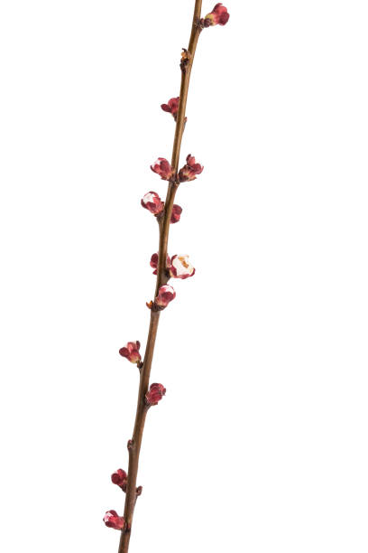 istock apricot tree branch with unblown flower buds isolated on white background 1216357981