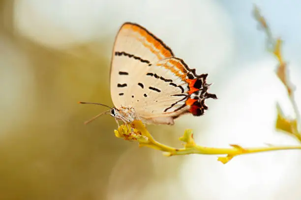 Imperial Blue Butterfly also known as Jalmenus Evagoras