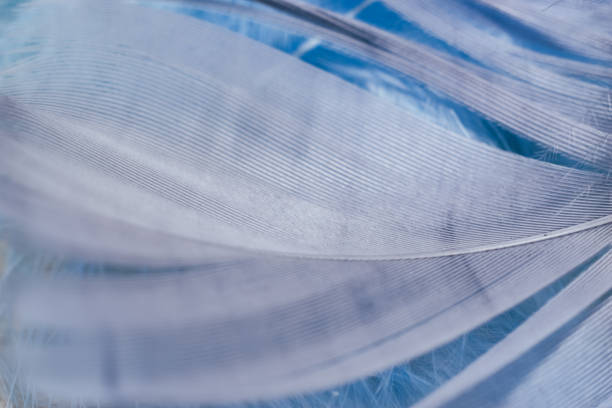 istock Close up Beautiful gray trends bird  feather pattern texture background. Macro photography view. 1216358271