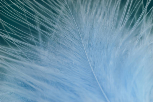 istock Close up Beautiful blue trends bird  feather pattern texture background. Macro photography view. 1216358331