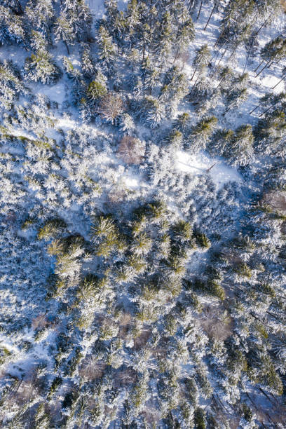 istock Birds eye view to forest at winter with snow on trees in Austria 1216359342