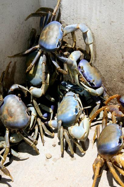 istock crab in mangrove in conde 1216359362