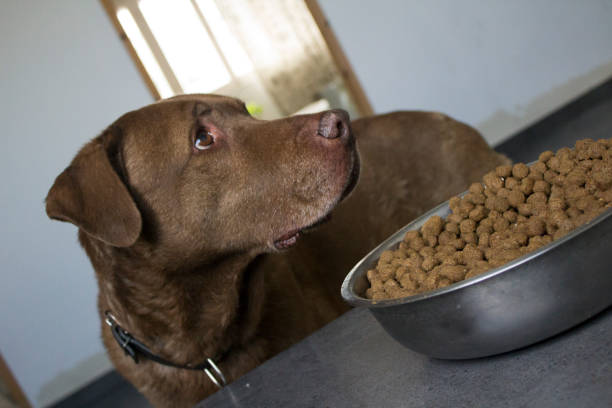 istock Dog food 1216359638