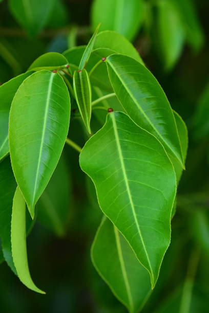 istock Macro of Manchineel tree leaves 1216360785