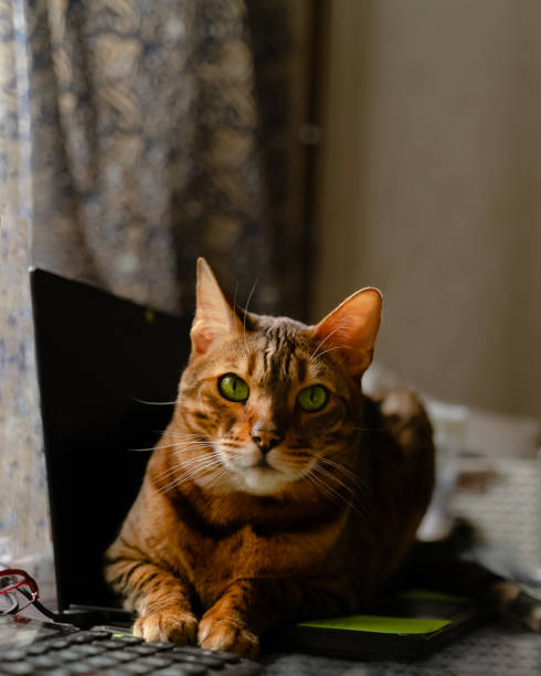 istock Bengal cat lying on laptop computer. Working from home with pets concept 1216361271