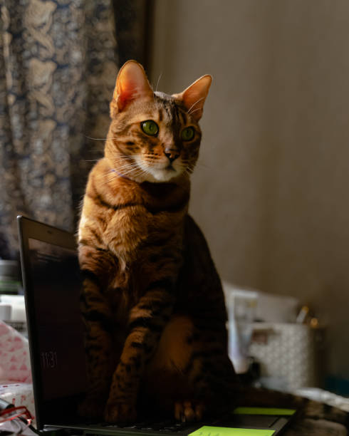 istock Bengal cat sitting on laptop computer. Working from home with pets 1216361929